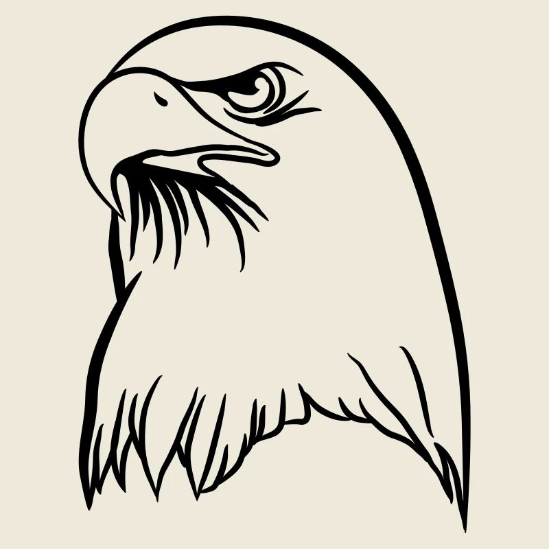 Adler freiheit