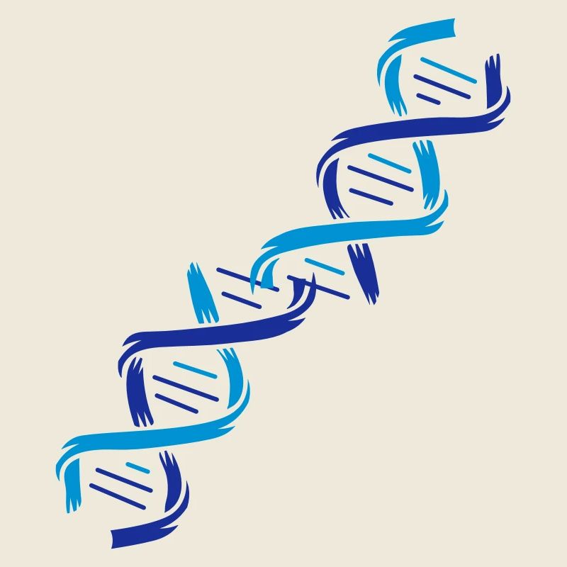 La structure d'une molécule d'ADN