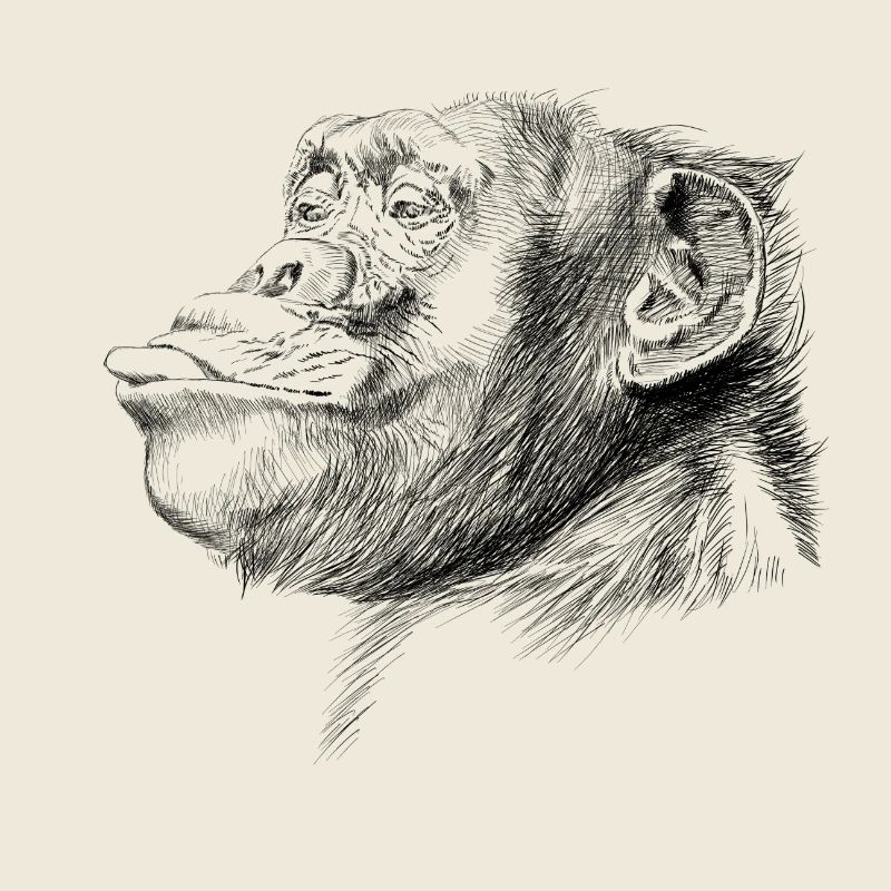 Monkey