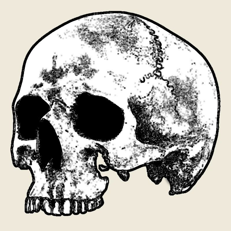 Skull