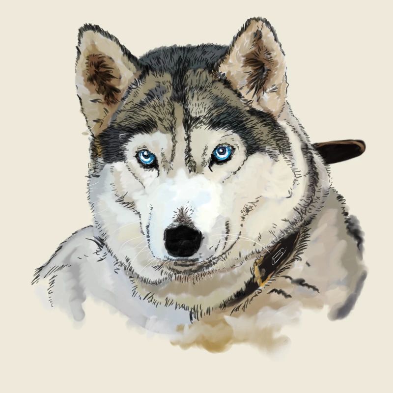 Husky