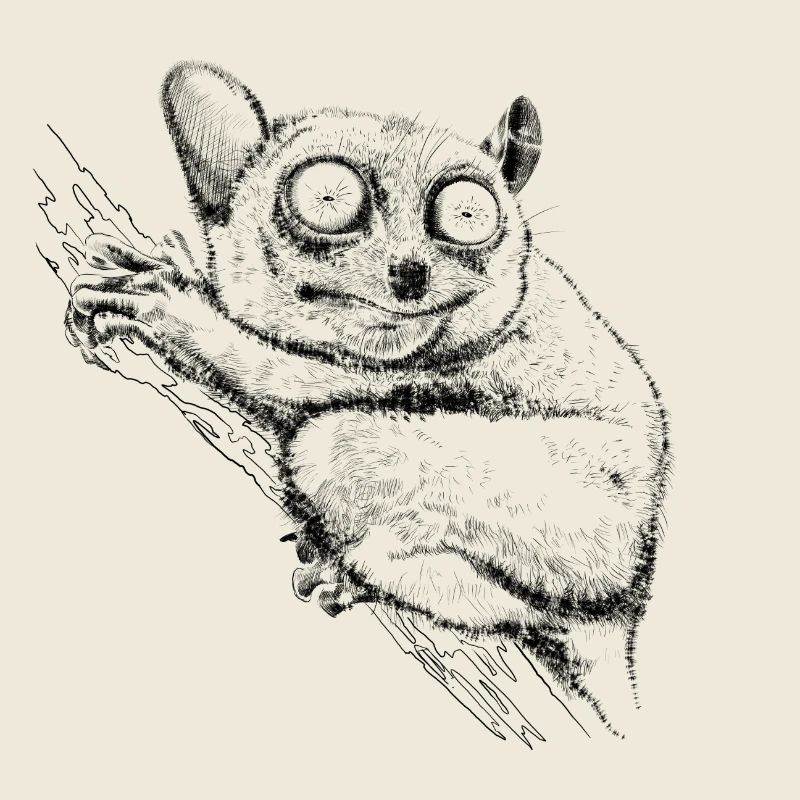 Koboldmaki
