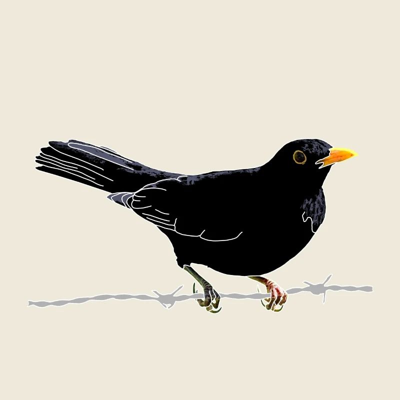 Blackbird on barbed wire