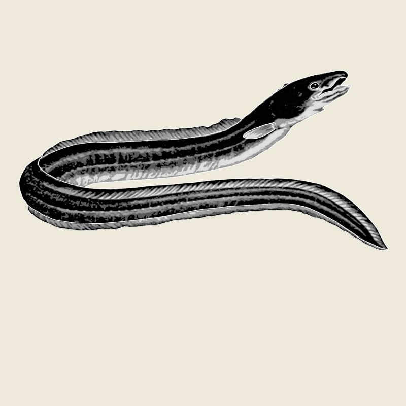 eel