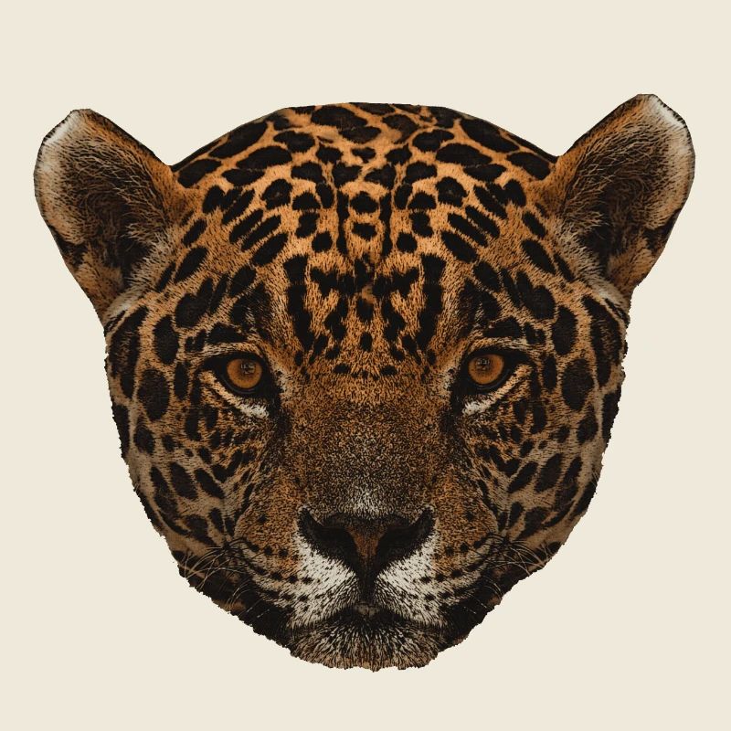 hübsche raubkatzen, Raubkatze onca Gesicht