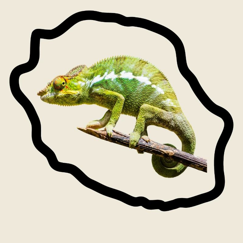 Chameleon vert sur branche