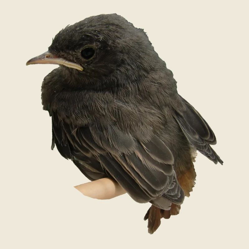 House redstart branch