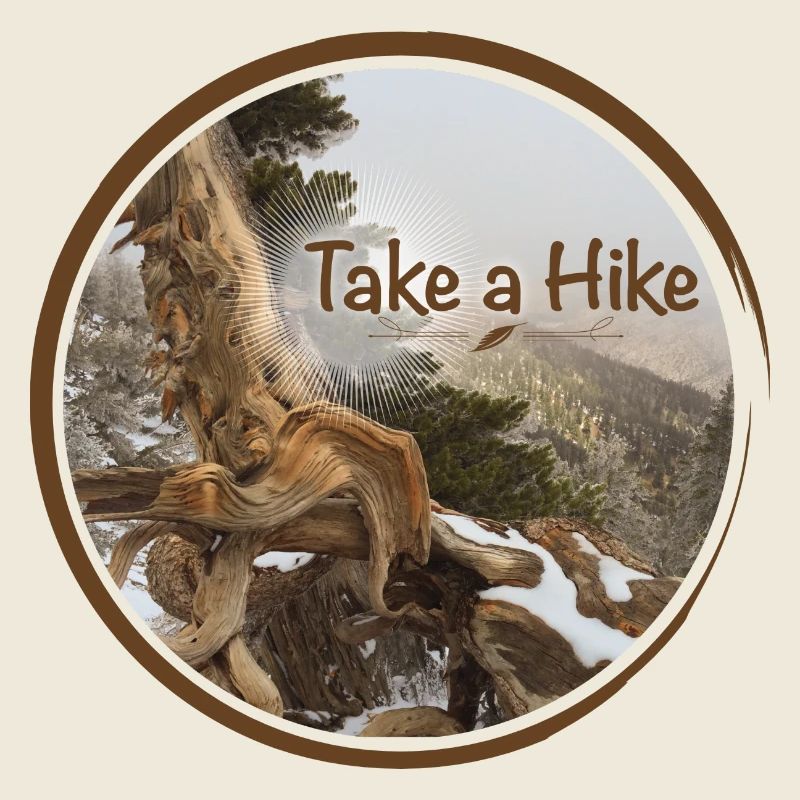 old gnarled tree on the Pacific Crest Trail