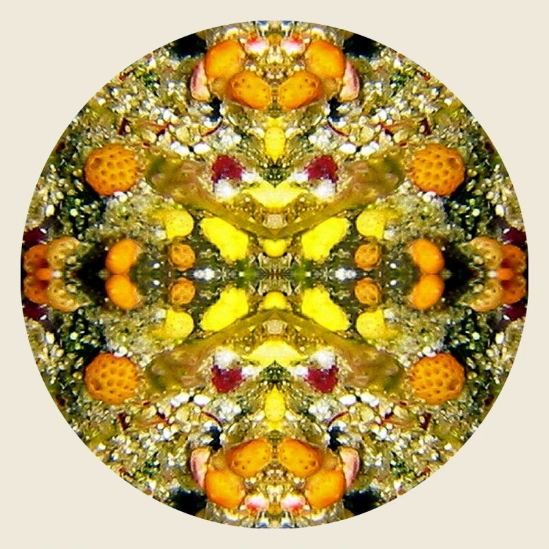 Nature Mandala Underwater Sponge