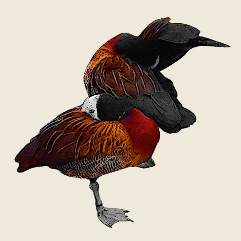 putzende Gänse, Wasservögel