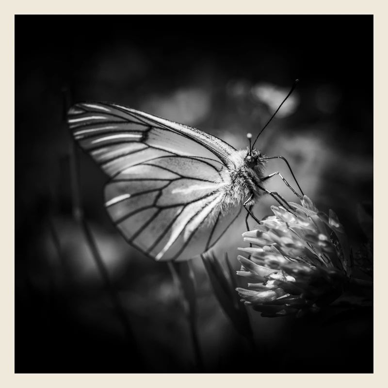 Papillon gros plan affiche noir et blanc