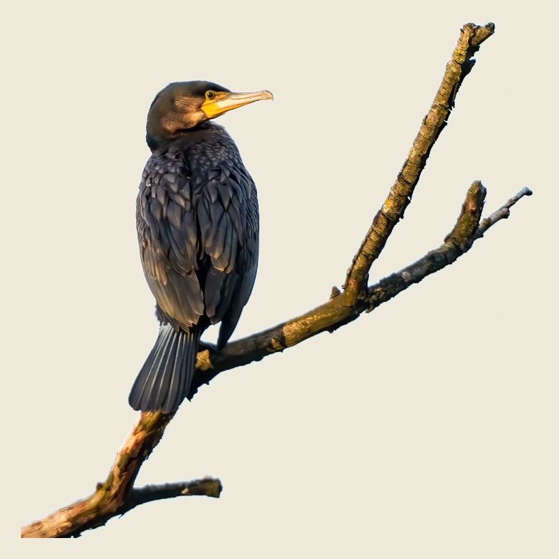 Cormorant
