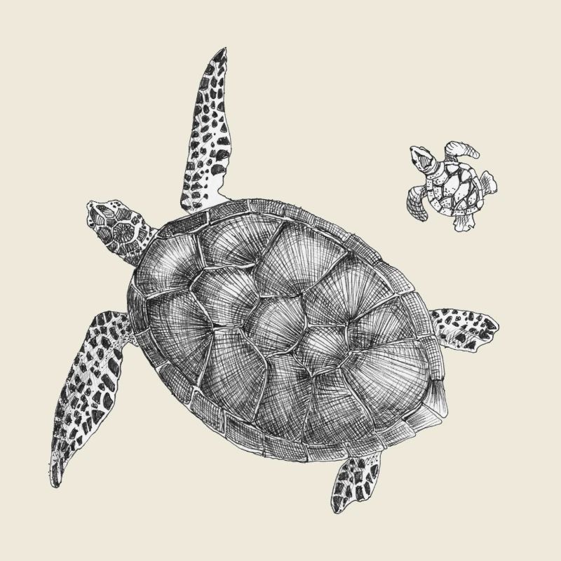 Seaturtle Poster