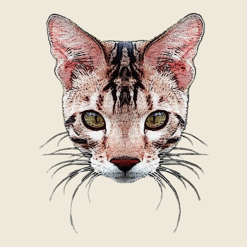 bengal katze, besitzer, verschenken