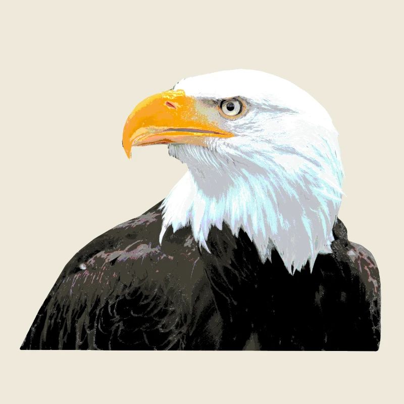 Weißkopfadler Vogel Statement coole Tiere
