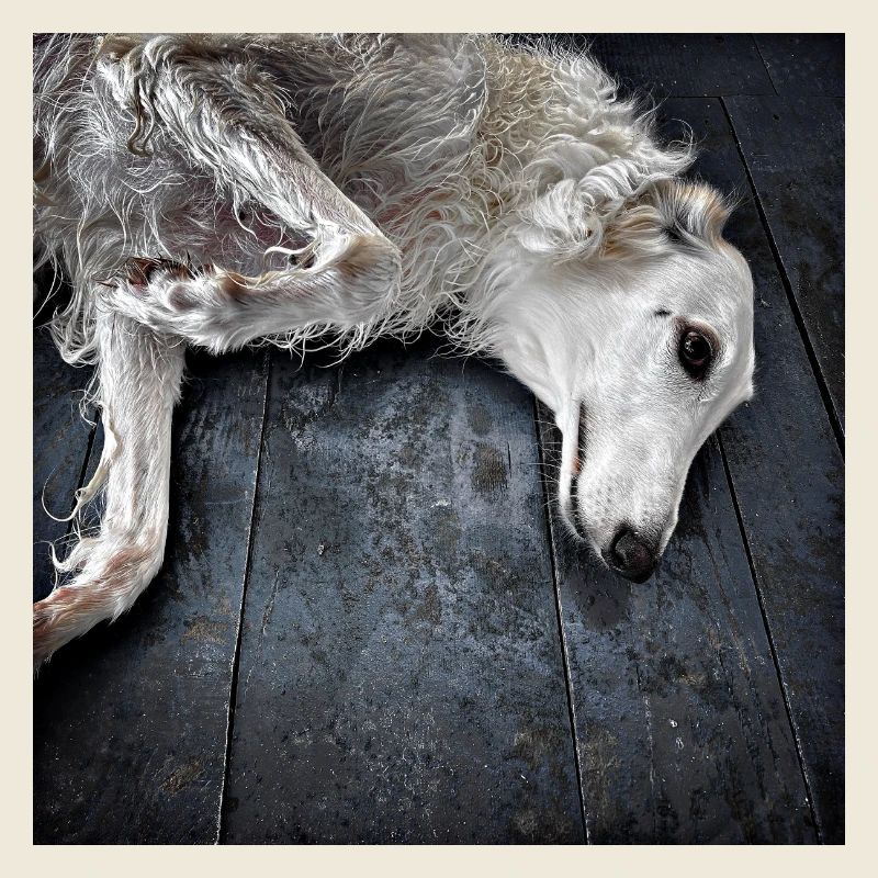 Lévrier blanc au sol