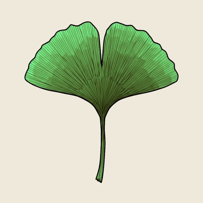 Ginkgo Fächerblatt Aura