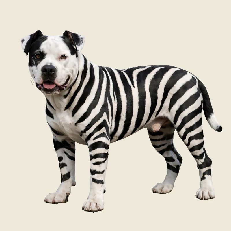 Pitbull in zebra look: Cool urban hybrid design