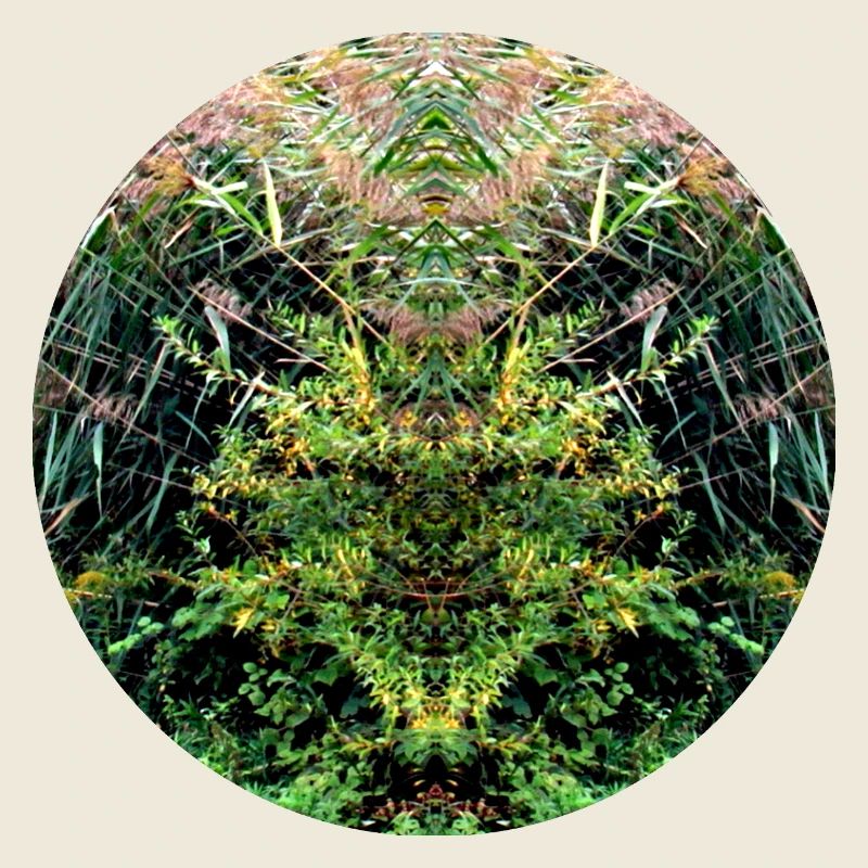 Des créatures de la nature dans les roseaux