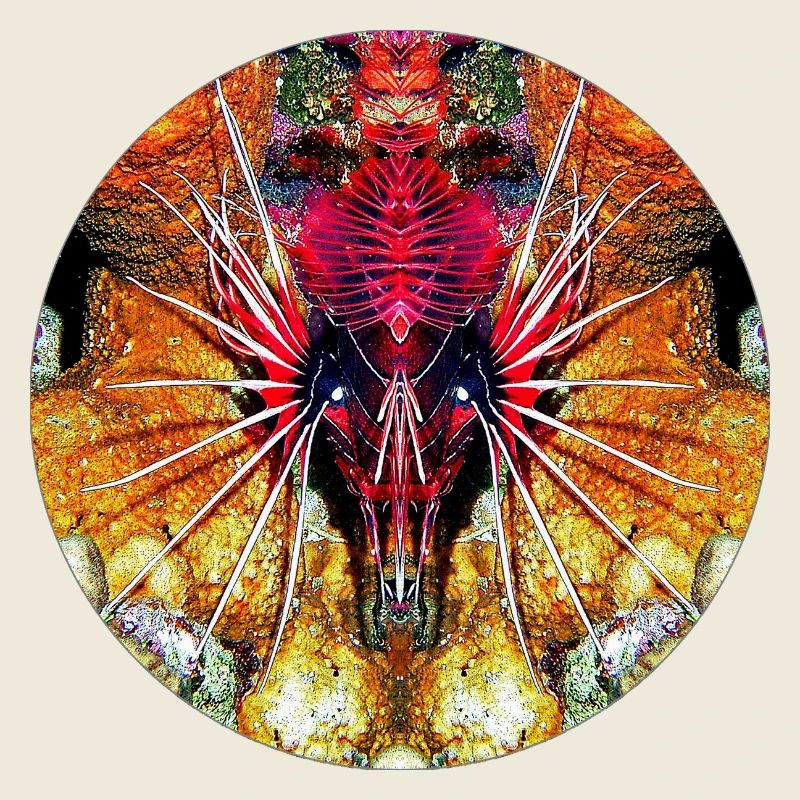 Nature sea creatures