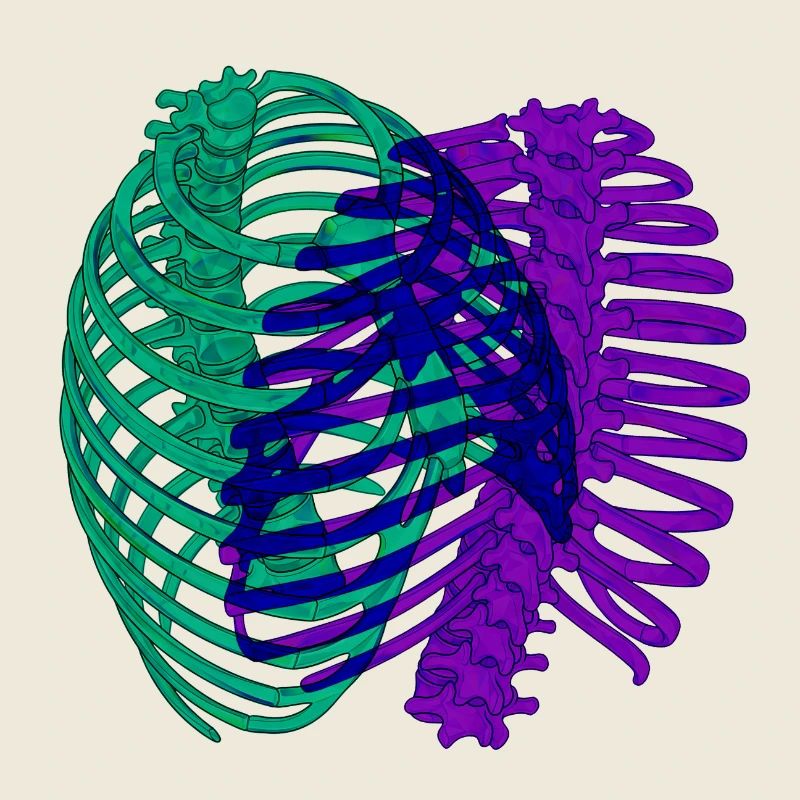 Dual chromatic ribcage