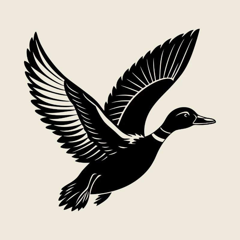 Flying Mallard Duck
