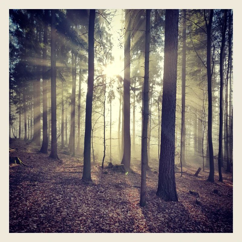 Sonnenstrahlen Waldlicht