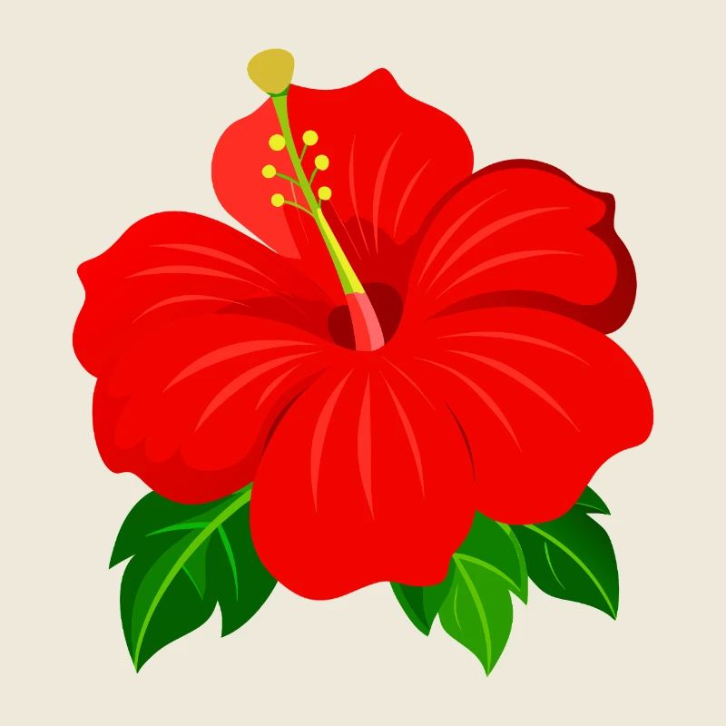 Hibiskusblüte