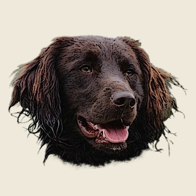 Münsterländer, hunde, jagdhund