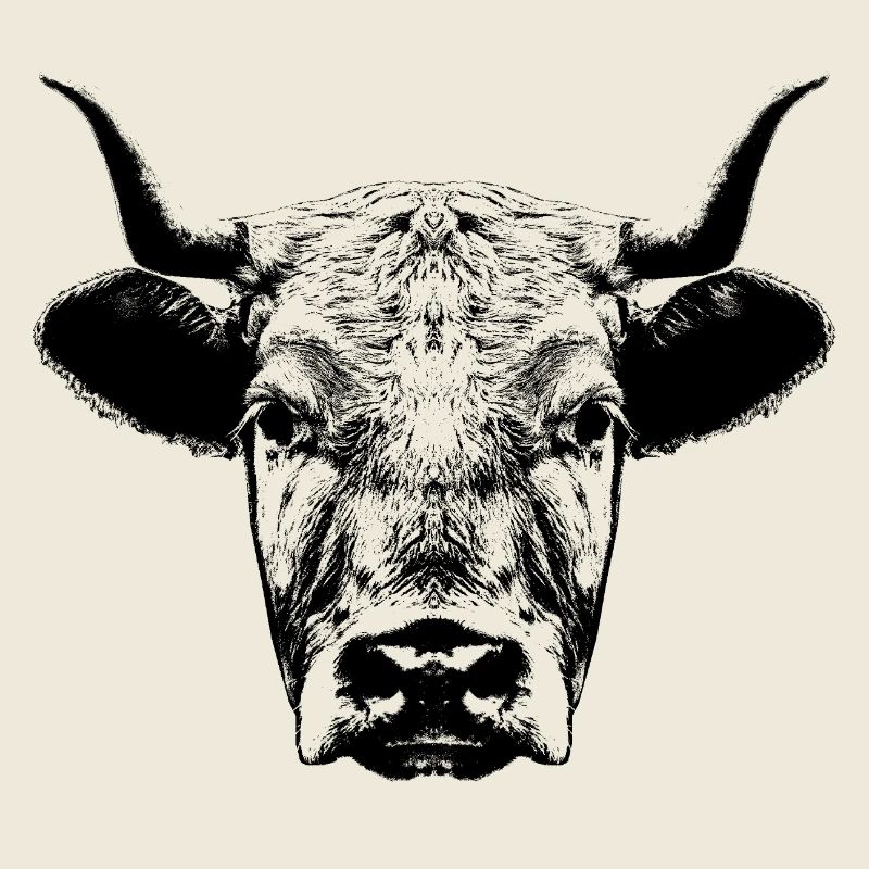 Cow / Head