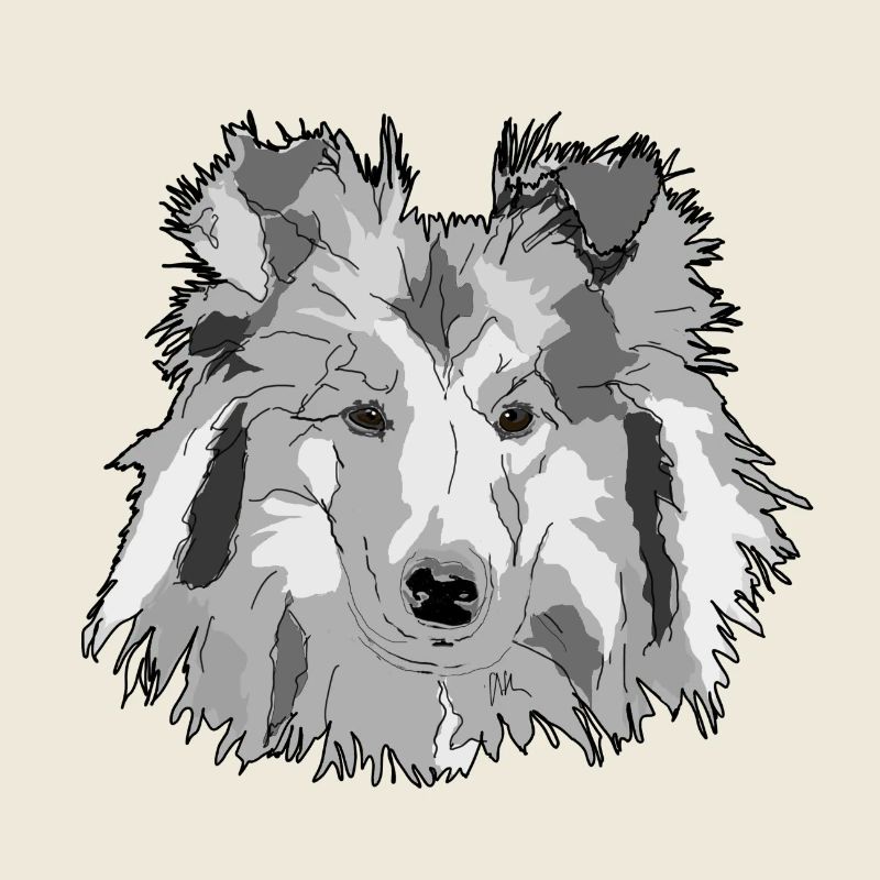 Collie