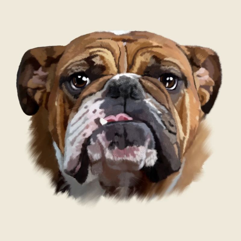 Bulldog