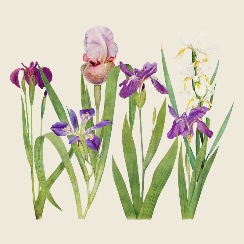 Iris sauvage et orchidée design botanique
