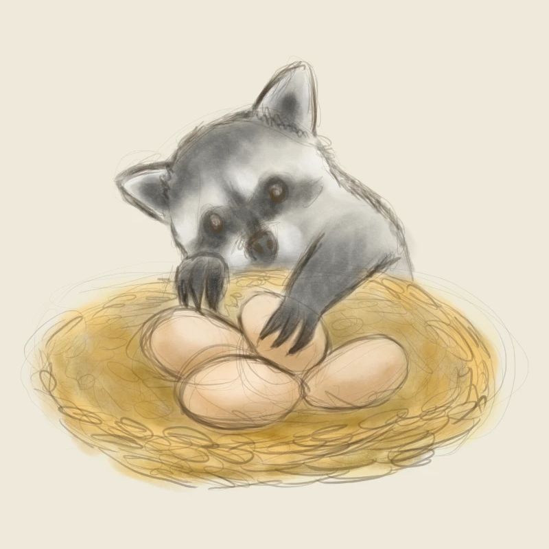 Voleur d’œufs de raton laveur mignon