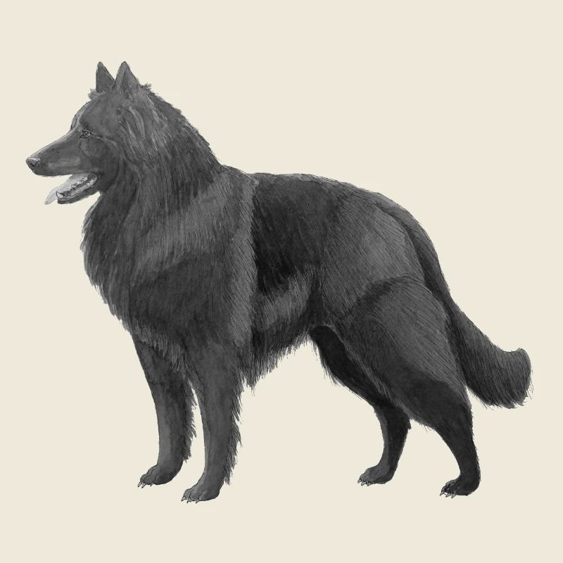 Groenendael