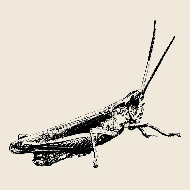 Grashüpfer / Grasshopper / Grafik schwarz