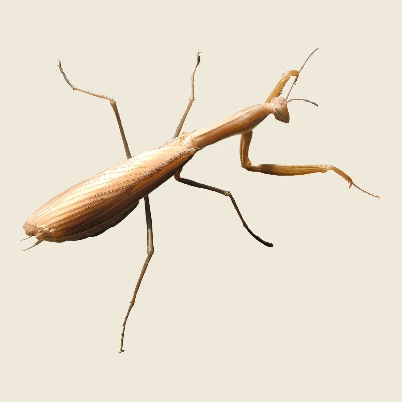 Gottesanbeterin