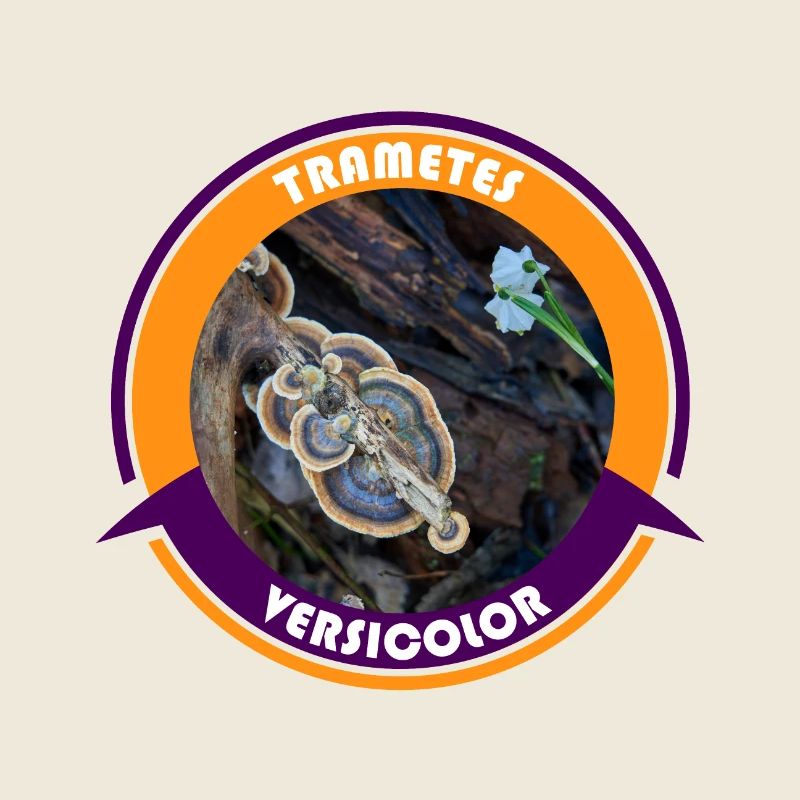 Schmetterlings Tramete