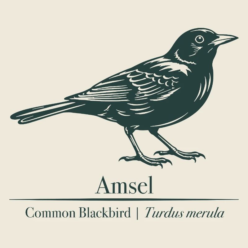 Blackbird Silhouette | Ornithology | Drawing