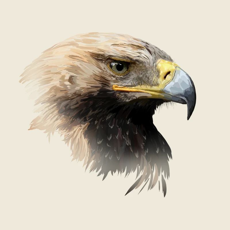 aigle