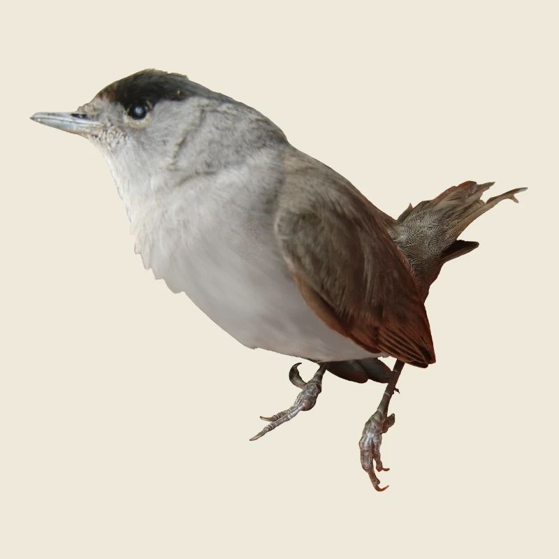 Blackcap male