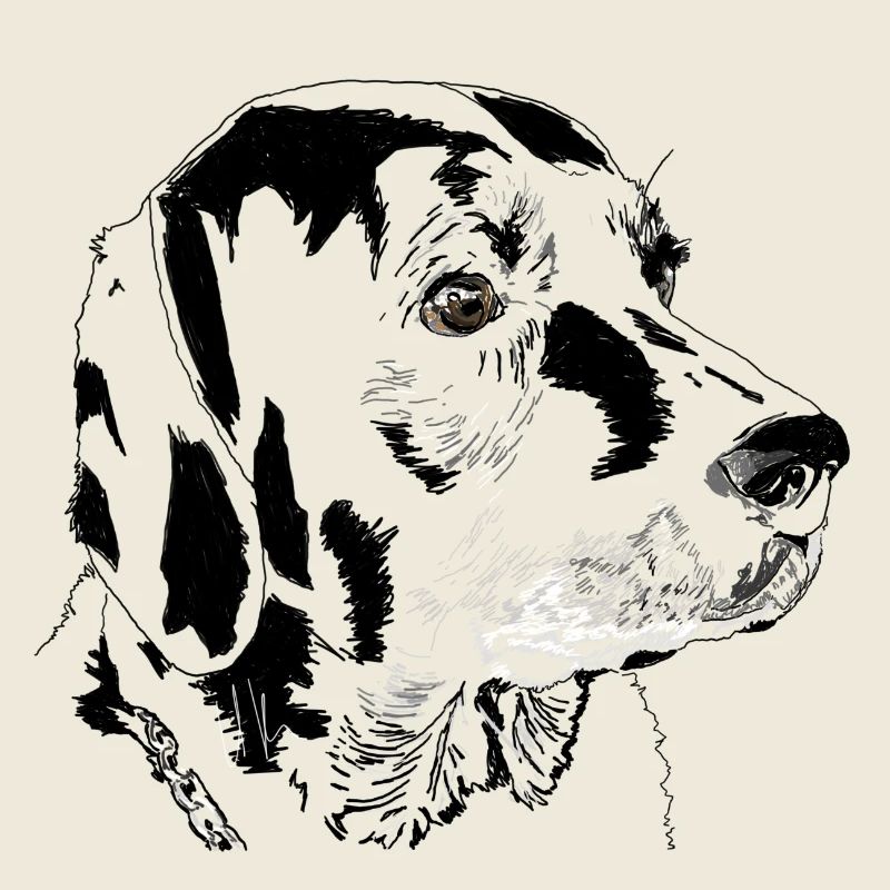 Labrador