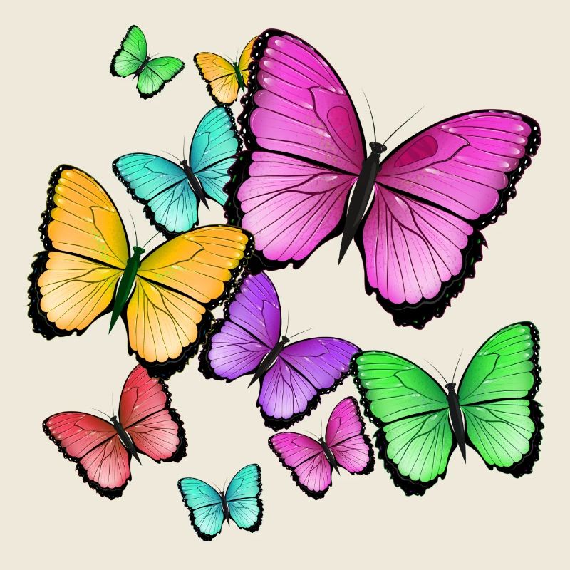 wild colored butterflies