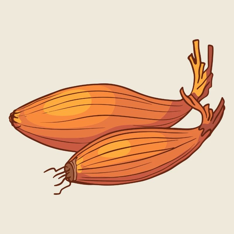 Shallots noble onions Askalon onion Eschalotte