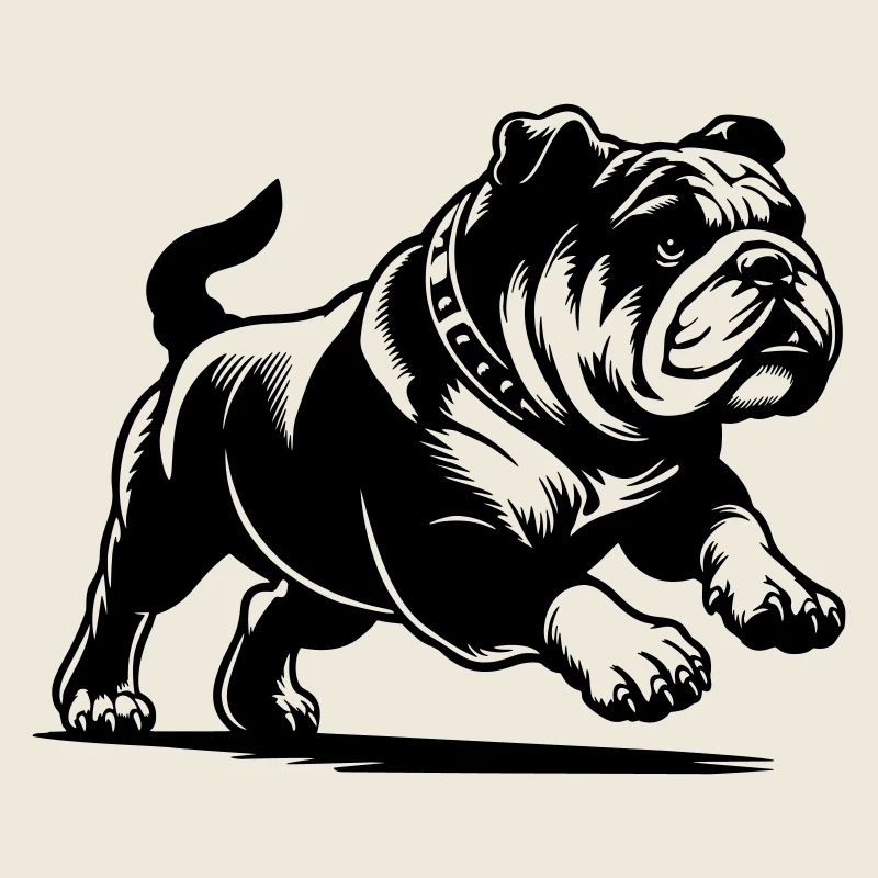 English Bulldog