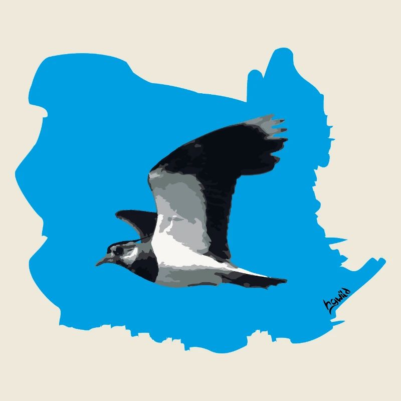 Lapwing (Vanellus vanellus) in flight (BG blue)
