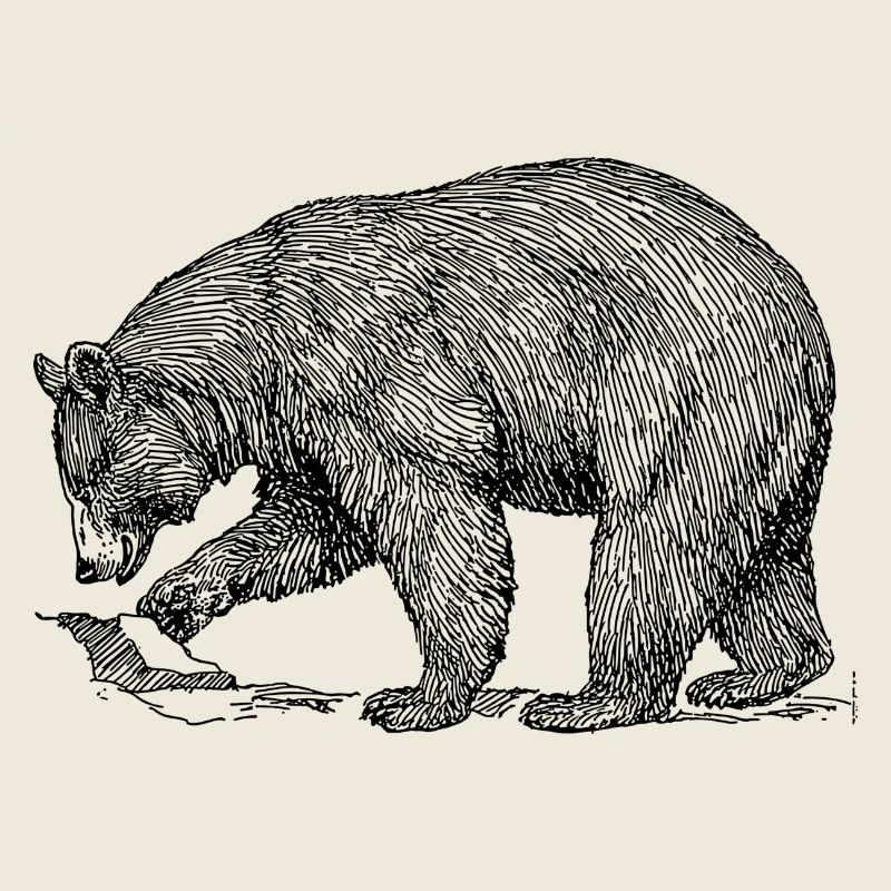 bear
