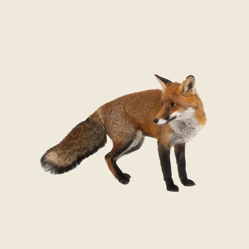 Renard
