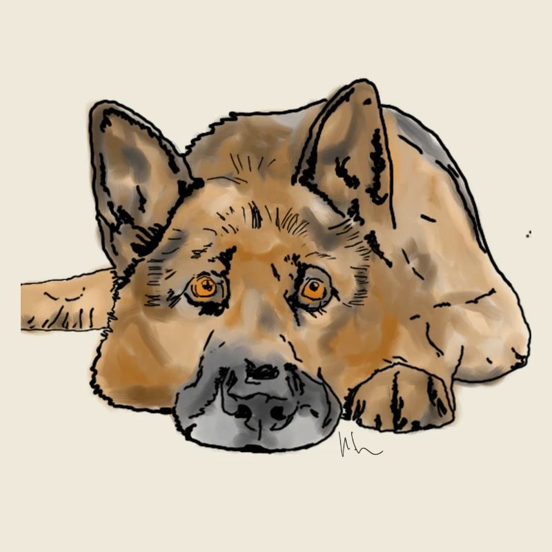 Deutscher Schäferhund