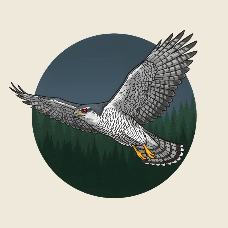 Habicht Accipiter Gentilis Greifvogel